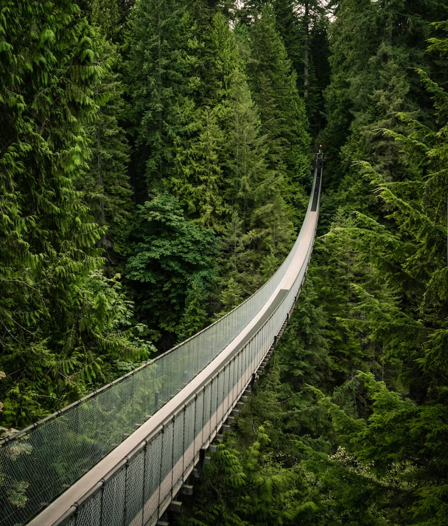 Bridge in to a lush forest