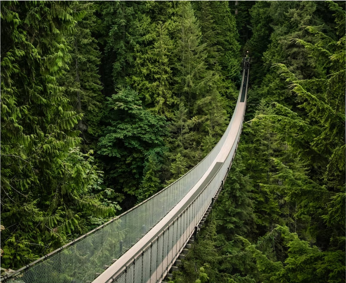 Road in a forest